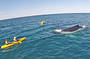 Curious Humpback Whale passes by on migration