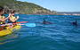 Wild Dolphins kayaking